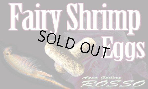 画像1: Fairy Egg 〜ホウネンエビのカプセル 5個入り　※ヤマトゆうパケット対応OK (1)