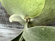 画像4: Platycerium  Musang King spore   ビカクシダ  ムサンキング スポア (4)