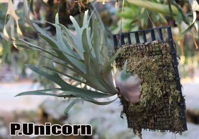 画像1: Platycerium  Unicorn   ビカクシダ  ユニコーン