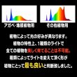 画像3: 【PLANTMILESTONE -NEO-】　昼白色系 ※ドワーフ種、ベイチー系、アガベ、塊根※ (3)