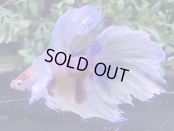 画像3: 【No18】ハーフムーン ダンボ キャンディー (3)