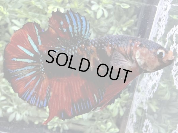 画像3: 【No.0】ジャイアントプラカット コイギャラクシー (3)