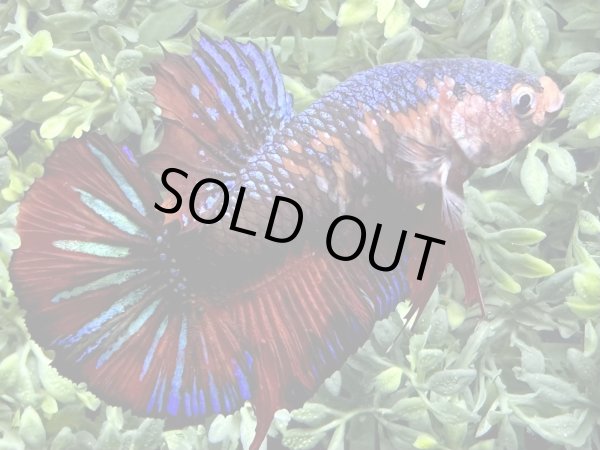 画像5: 【No.0】ジャイアントプラカット コイギャラクシー (5)