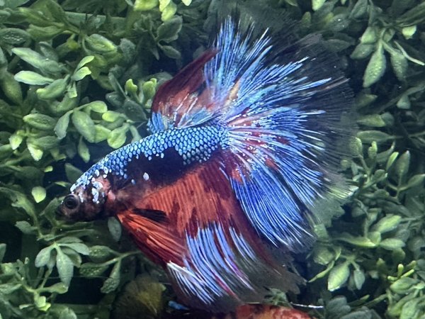 画像4: 【No15】ハーフムーン キャンディーギャラクシー (4)