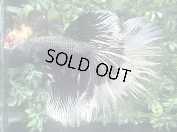 画像3: 【No17】ジャイアント ハーフムーン  カッパーバタフライ (3)