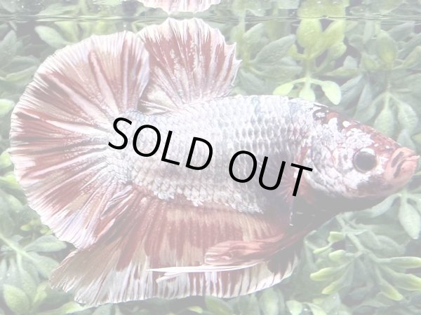 画像3: 【No7】ジャイアントプラカット　キャンディカッパー (3)