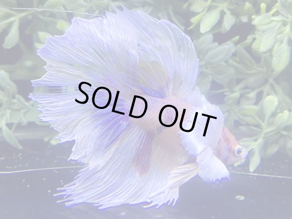 画像2: 【No18】ハーフムーン ダンボ キャンディー (2)