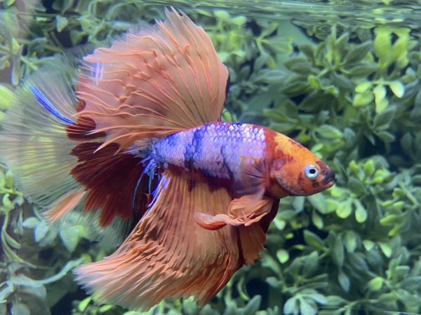 画像4: 【No19】ハーフムーン キャンディーギャラクシー (4)