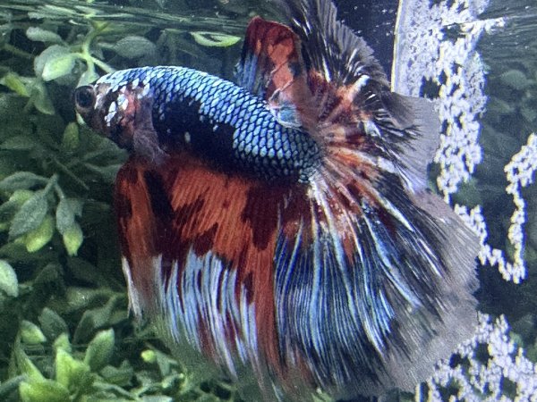 画像3: 【No15】ハーフムーン キャンディーギャラクシー (3)