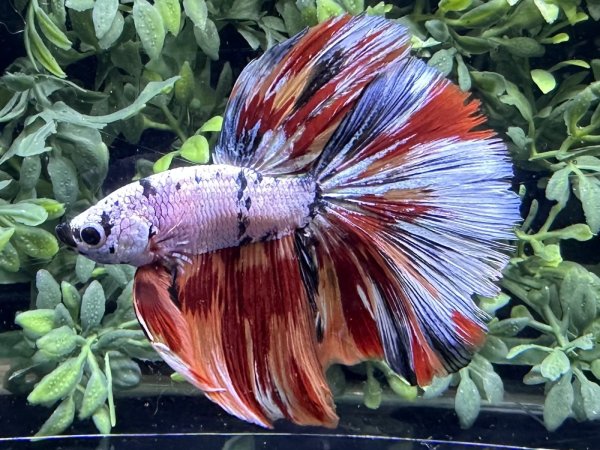 画像3: 【No28】ハーフムーン キャンディーマーブル　※調整中 (3)