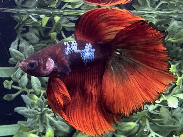 画像1: 【No27】ハーフムーン レッドギャラクシー　※調整中 (1)