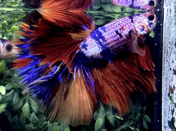 画像3: 【No54】ハーフムーン　キャンディマーブル (3)