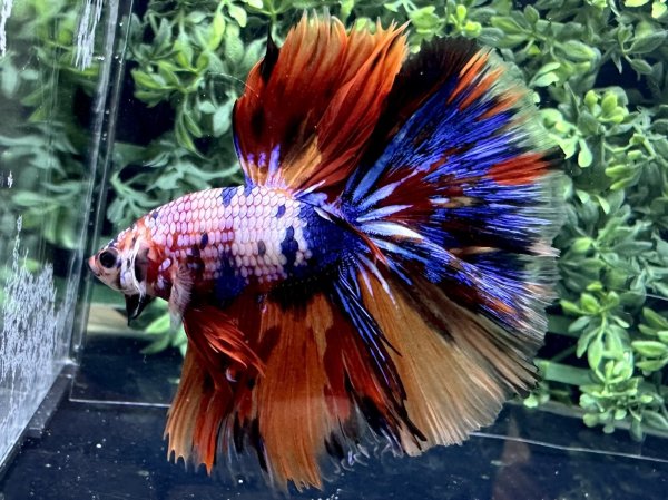 画像1: 【No54】ハーフムーン　キャンディマーブル (1)