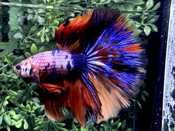 画像2: 【No54】ハーフムーン　キャンディマーブル (2)