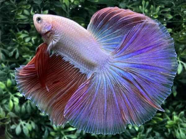 画像5: 【No50】ハーフムーン　ファンシーピンク　※調整中 (5)