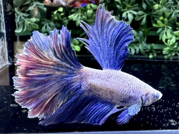 画像2: 【No43】ハーフムーン　ファンシーマーブル (2)