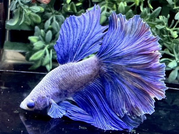 画像1: 【No43】ハーフムーン　ファンシーマーブル (1)