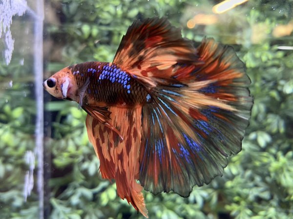 画像2: 【No22】ハーフムーン キャンディーギャラクシー (2)