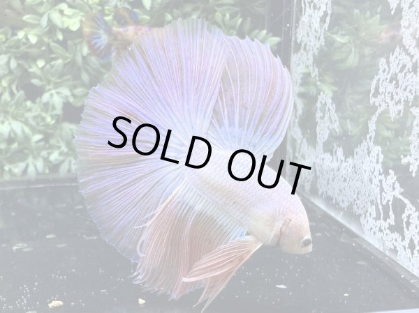 画像4: 【No51】ハーフムーン　ファンシーピンク (4)