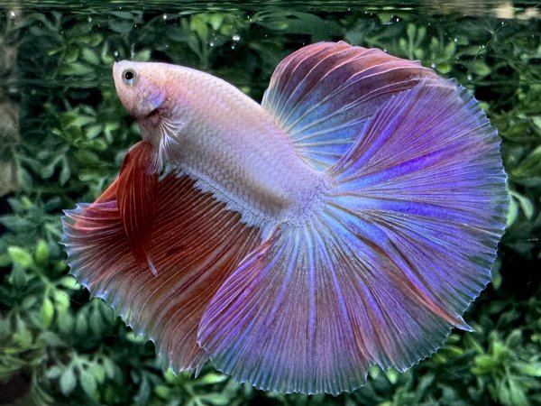 画像4: 【No50】ハーフムーン　ファンシーピンク　※調整中 (4)