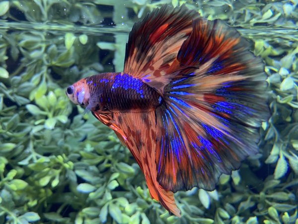 画像4: 【No22】ハーフムーン キャンディーギャラクシー (4)