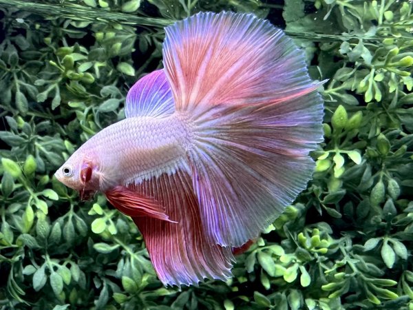 画像1: 【No50】ハーフムーン　ファンシーピンク　※調整中 (1)