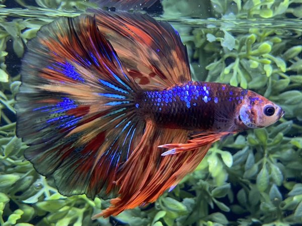 画像1: 【No22】ハーフムーン キャンディーギャラクシー (1)