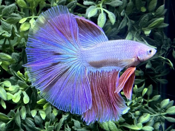 画像3: 【No50】ハーフムーン　ファンシーピンク　※調整中 (3)