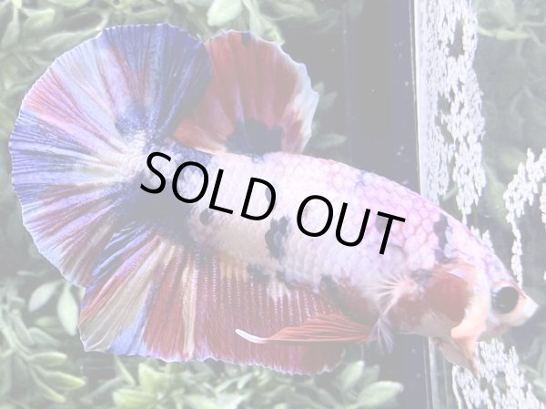 画像3: 【No65】プラカット  ファンシーマーブル (3)