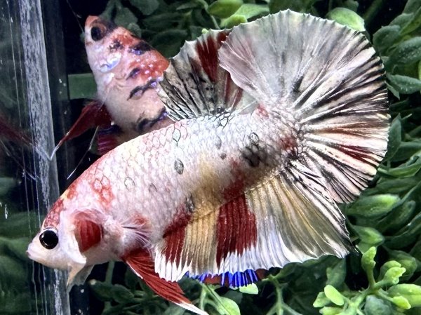 画像2: 【No64】プラカット  キャンディカッパー (2)