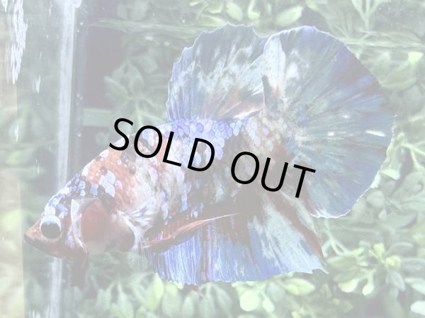 画像2: 【No77】プラカット  コイギャラクシー (2)