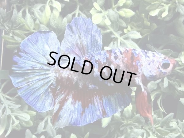 画像3: 【No77】プラカット  コイギャラクシー (3)