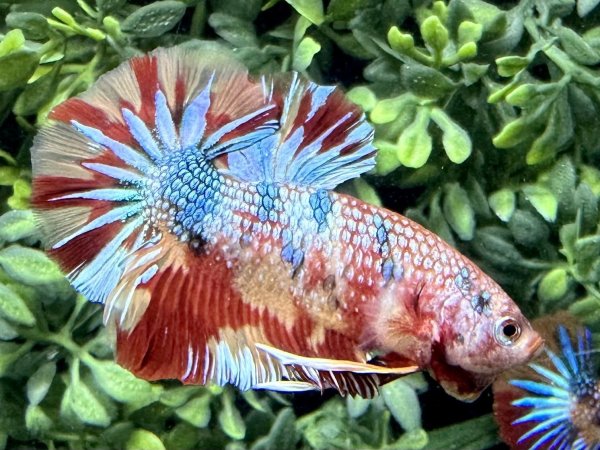 画像2: 【No82】プラカット  キャンディカッパー (2)