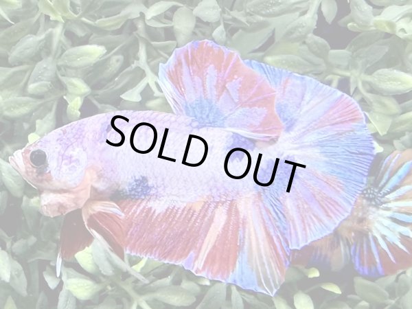 画像2: 【No65】プラカット  ファンシーマーブル (2)