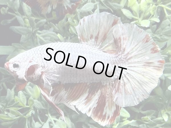 画像1: 【No68】激美プラカット キャンディカッパー (1)