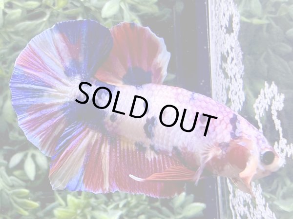 画像4: 【No65】プラカット  ファンシーマーブル (4)