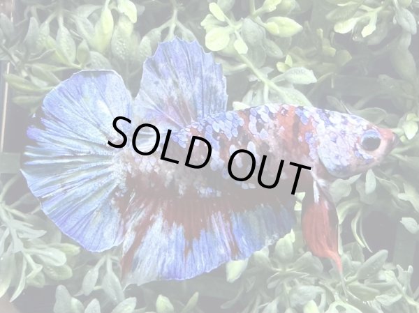 画像4: 【No77】プラカット  コイギャラクシー (4)