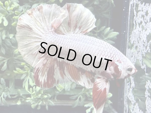 画像3: 【No68】激美プラカット キャンディカッパー (3)