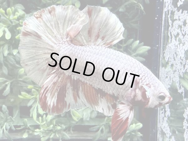 画像4: 【No68】激美プラカット キャンディカッパー (4)