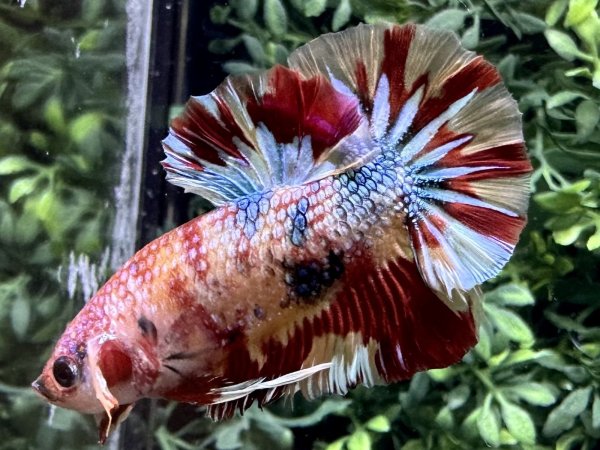 画像5: 【No82】プラカット  キャンディカッパー (5)