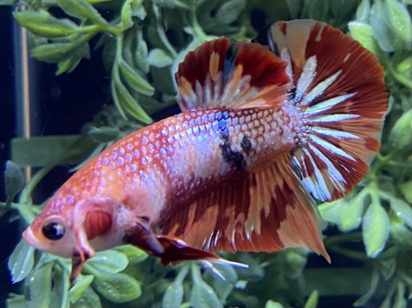 画像3: 【No57】プラカット キャンディーギャラクシー (3)