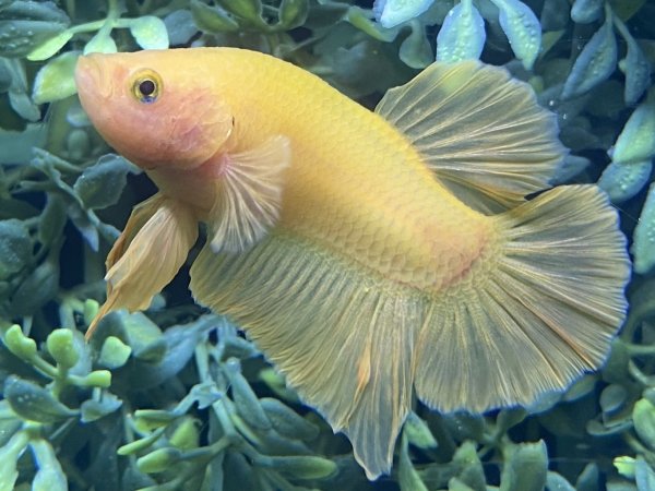 画像1: 【No58】プラカット ソリッドイエロー (1)