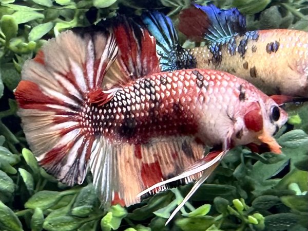 画像3: 【No97】激美　プラカット 　キャンディカッパー (3)