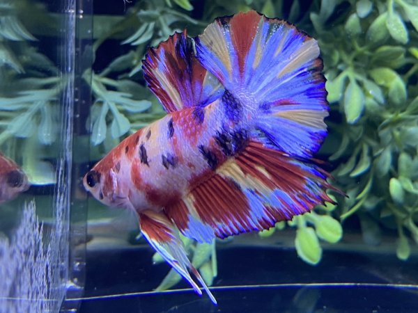 画像3: 【No59】プラカット キャンディーギャラクシー　調整中 (3)