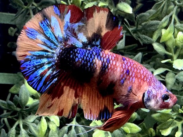 画像2: 【No88】プラカット 　キャンディギャラクシー (2)