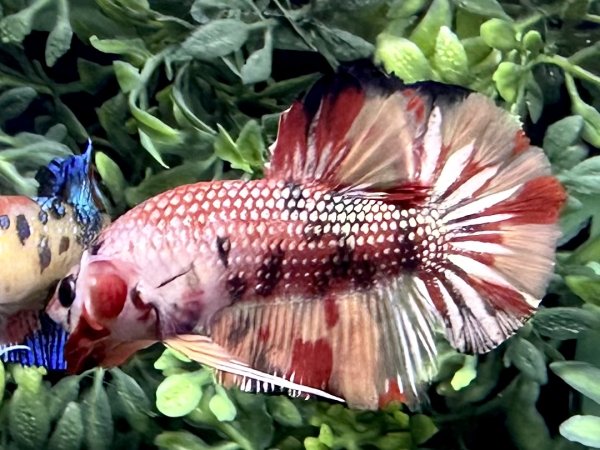 画像5: 【No97】激美　プラカット 　キャンディカッパー (5)