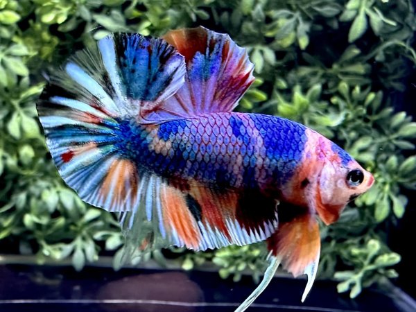 画像2: 【No110】プラカット  キャンディマーブル　レアカラー (2)