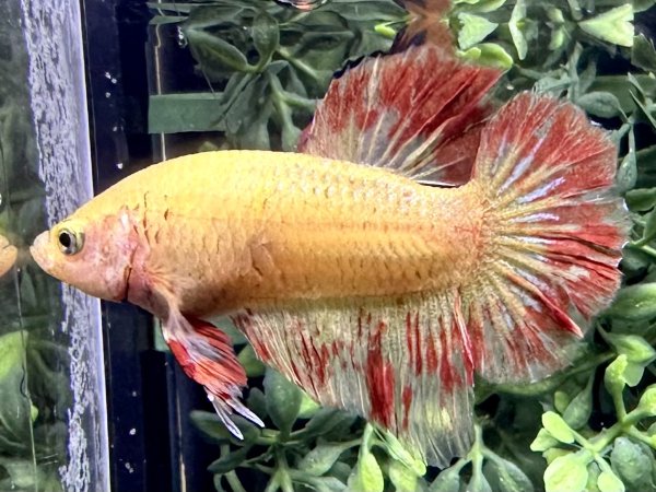 画像1: 【No114】プラカット  アルマゲドン (1)