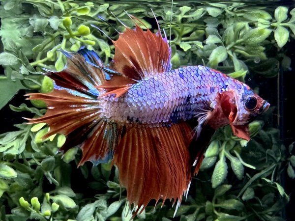 画像3: 【No134】クラウンテールプラカット　キャンディマーブル (3)