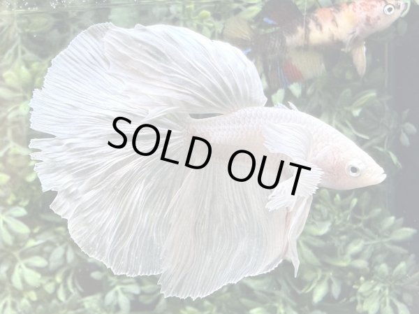 画像1: 【No124】ハーフムーン ダンボ　プラチナホワイト (1)